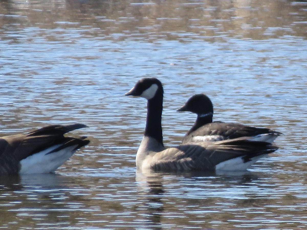 Brant - ML413191271