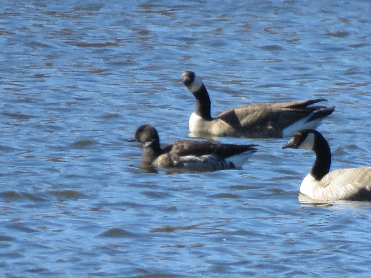 Brant - ML413191281