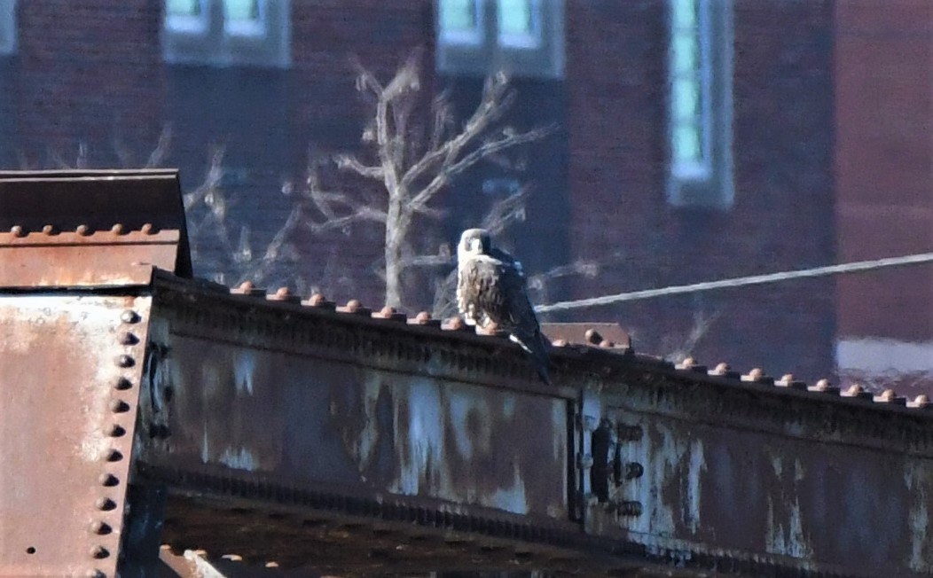 Peregrine Falcon - ML413192091