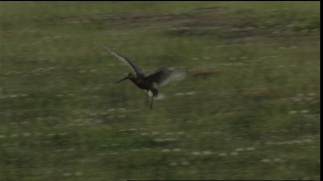 Bar-tailed Godwit (Siberian) - ML413193