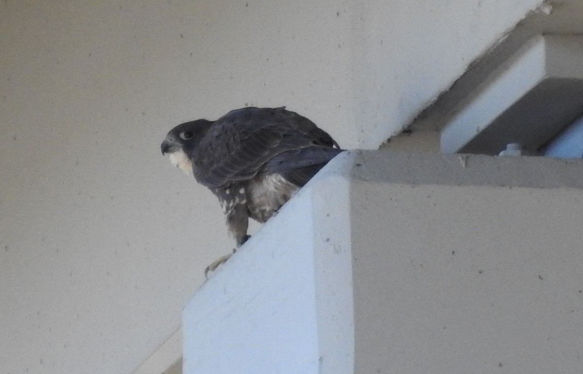 Peregrine Falcon - Laura Tappan