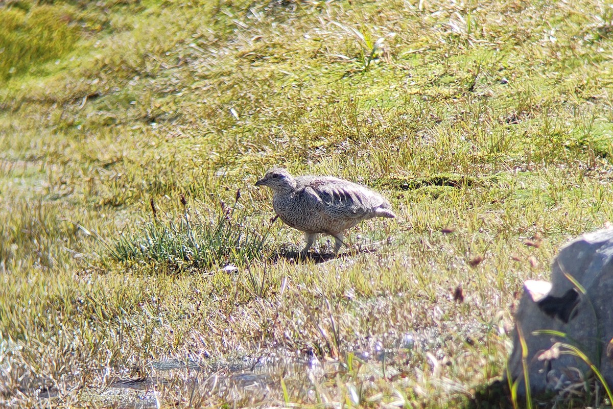 Rufous-bellied Seedsnipe - ML413194051