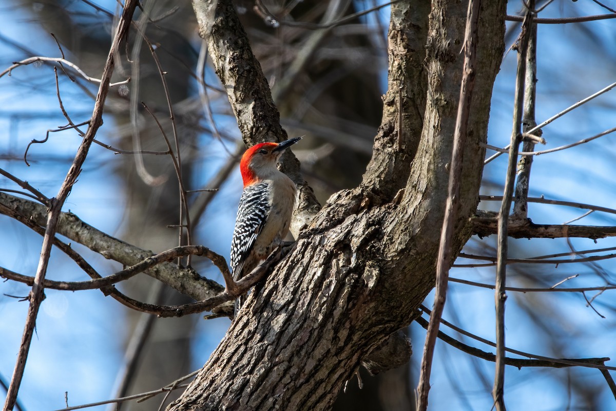 Red-bellied Woodpecker - ML413194861