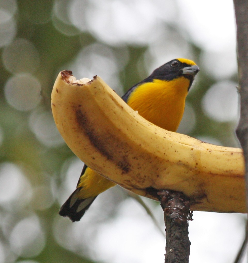 Thick-billed Euphonia - ML41319721