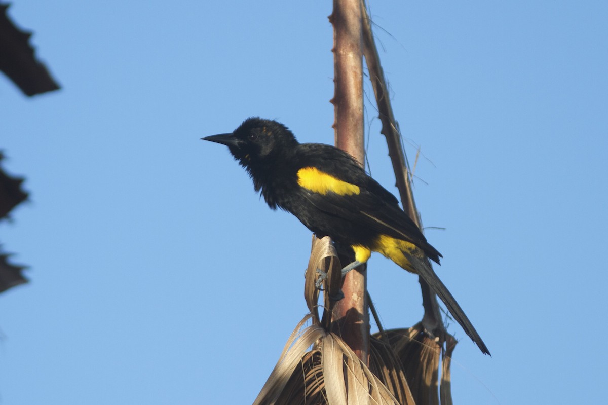 Puerto Rican Oriole - ML41319731