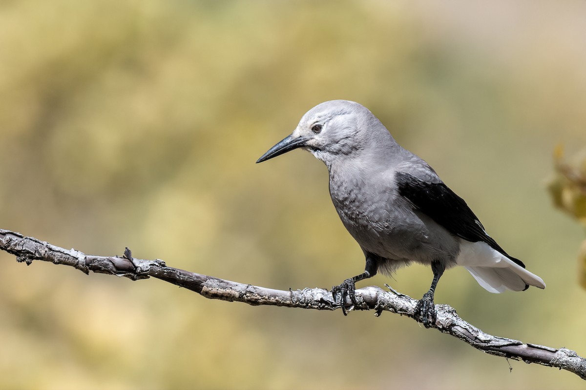 Clark's Nutcracker - ML413197621