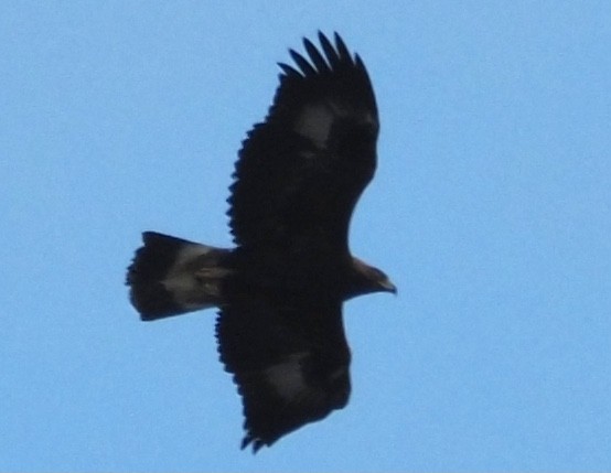 Golden Eagle - ML413197631