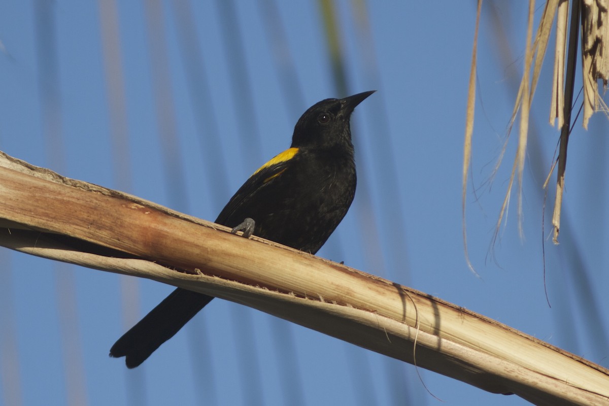 Puerto Rican Oriole - ML41319781