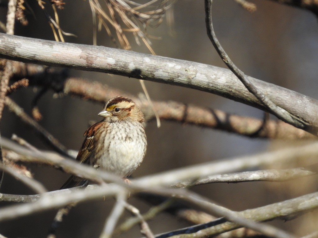 White-throated Sparrow - Seema Sheth