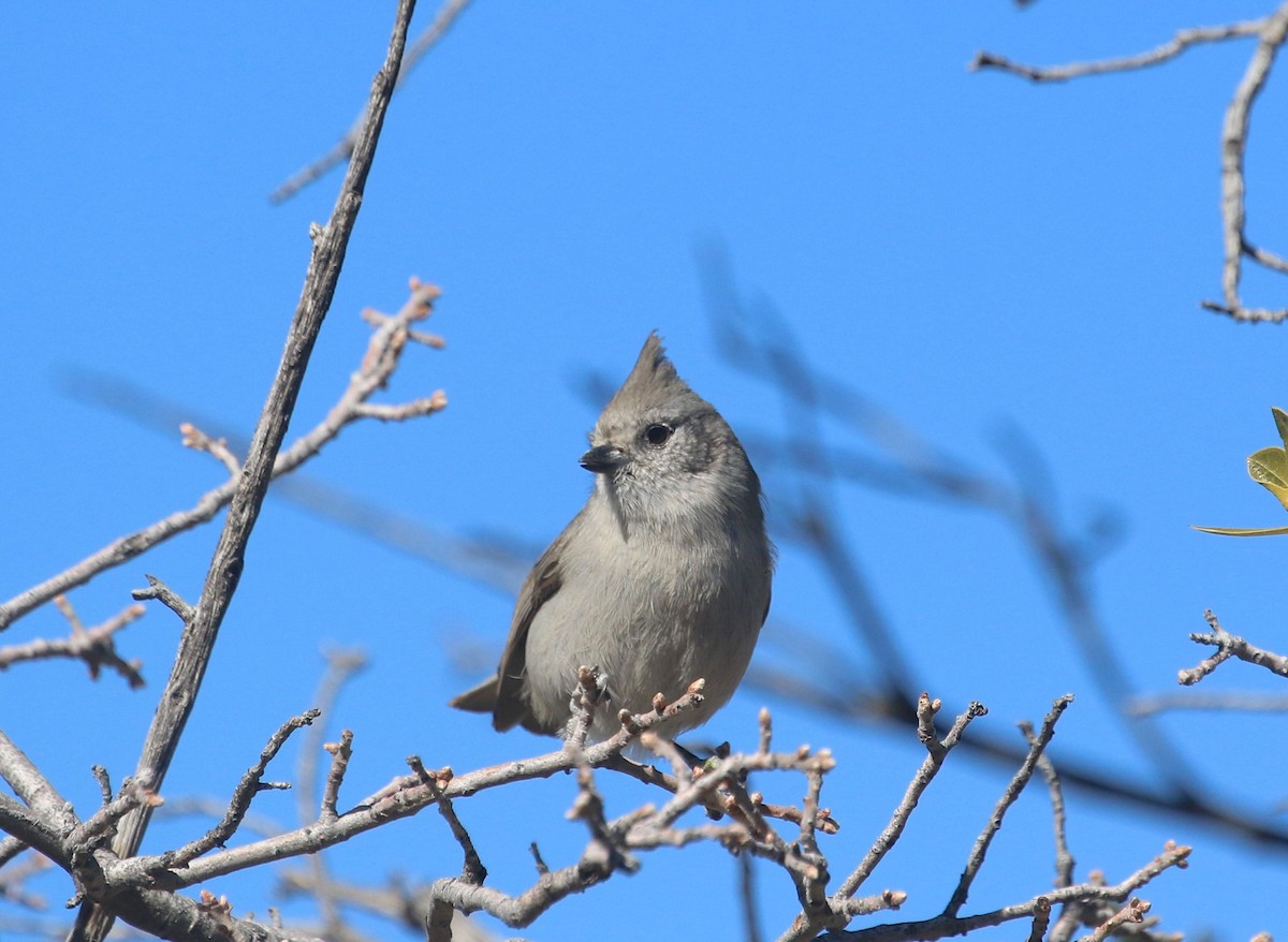 Juniper Titmouse - ML413198081