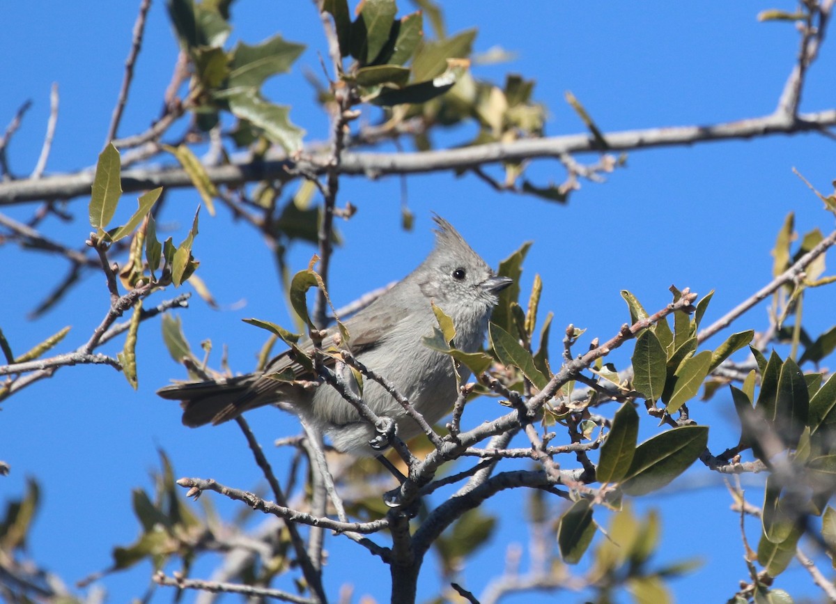 Juniper Titmouse - ML413198091