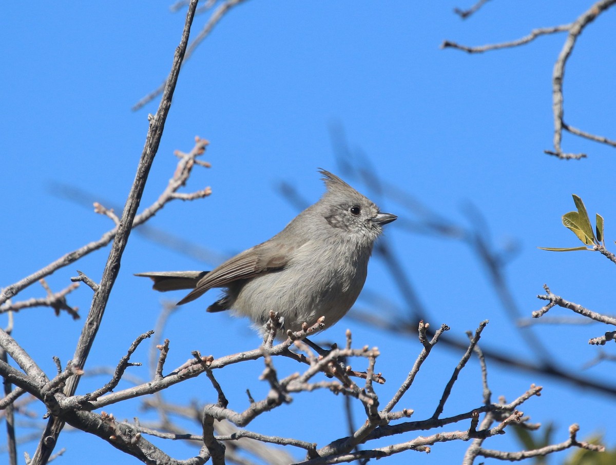 Juniper Titmouse - ML413198111