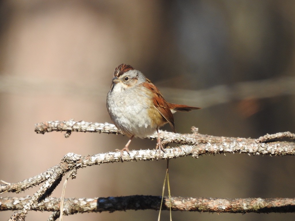 Swamp Sparrow - ML413198181