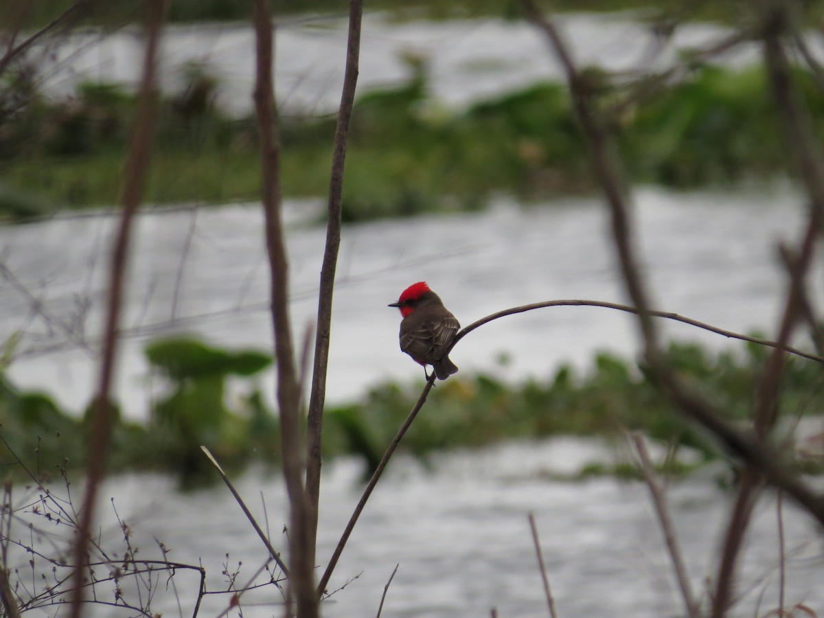 Vermilion Flycatcher - ML413198241