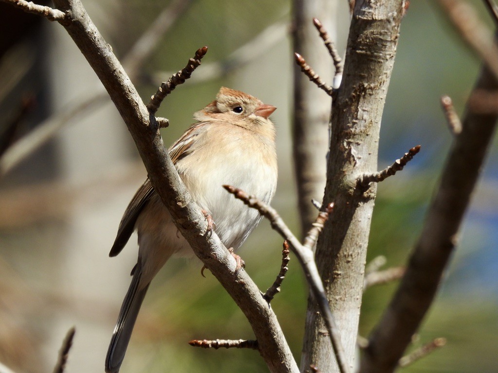 Field Sparrow - ML413198651