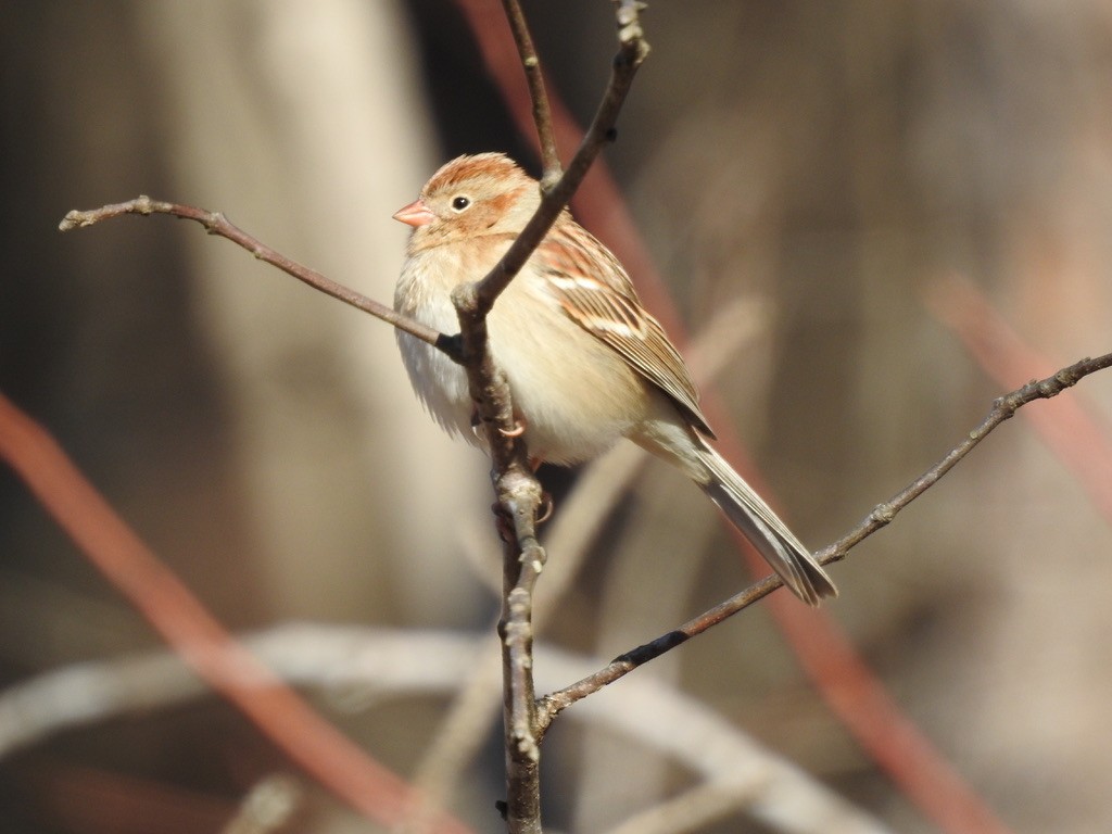 Field Sparrow - ML413198771