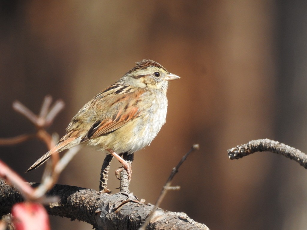 Swamp Sparrow - ML413198891