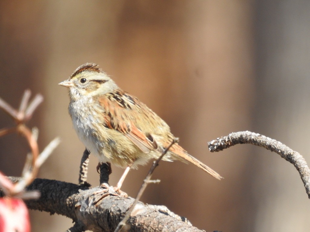 Swamp Sparrow - ML413198981