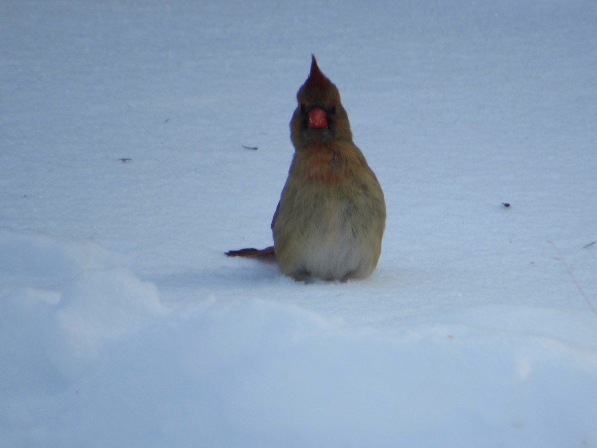 Northern Cardinal - Loren Hintz