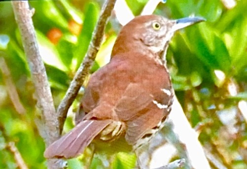 Brown Thrasher - ML413200231