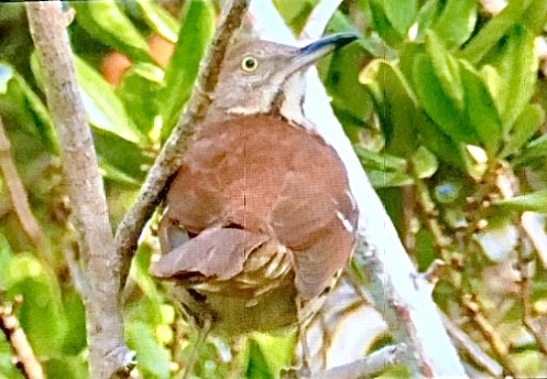 Brown Thrasher - ML413200251