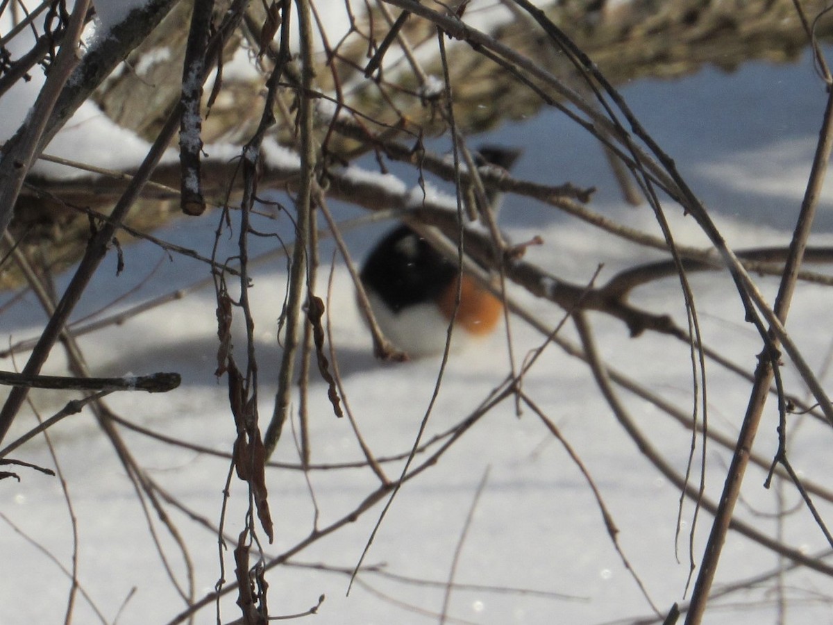 Eastern Towhee - ML413200921