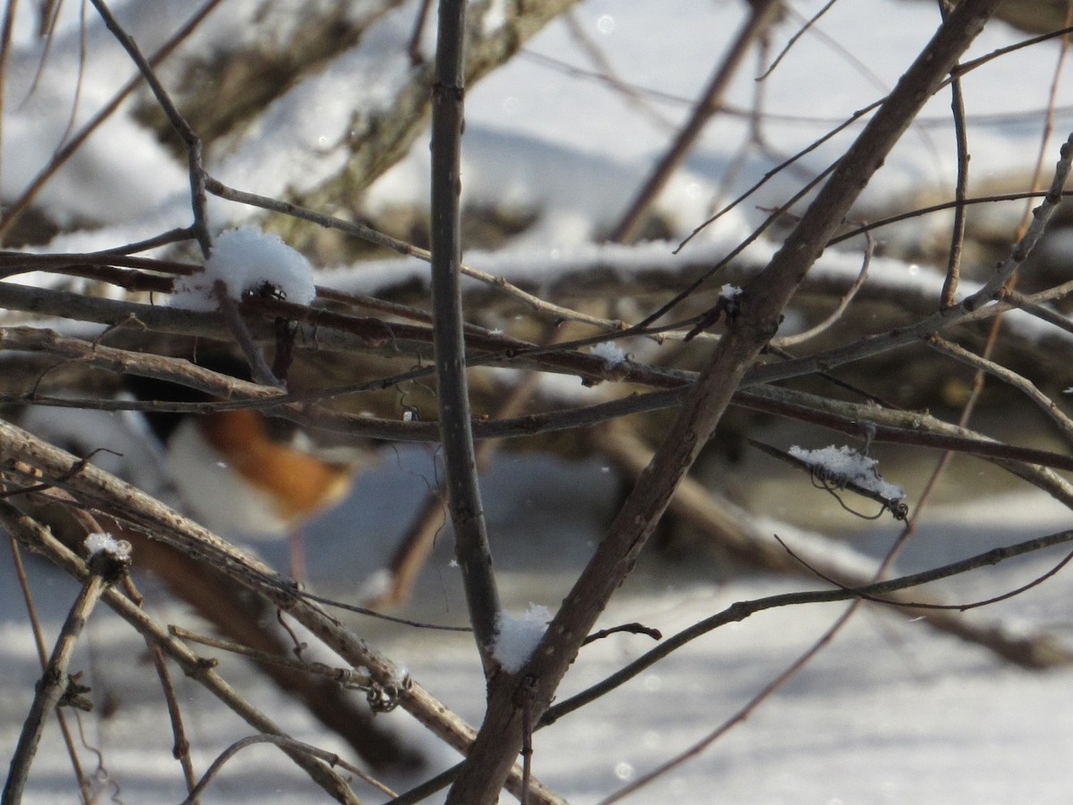 Eastern Towhee - ML413200931