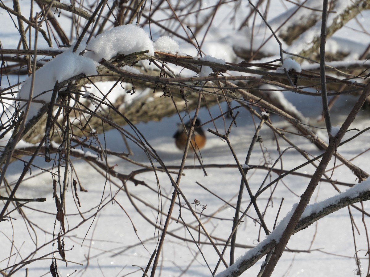 Eastern Towhee - ML413200951