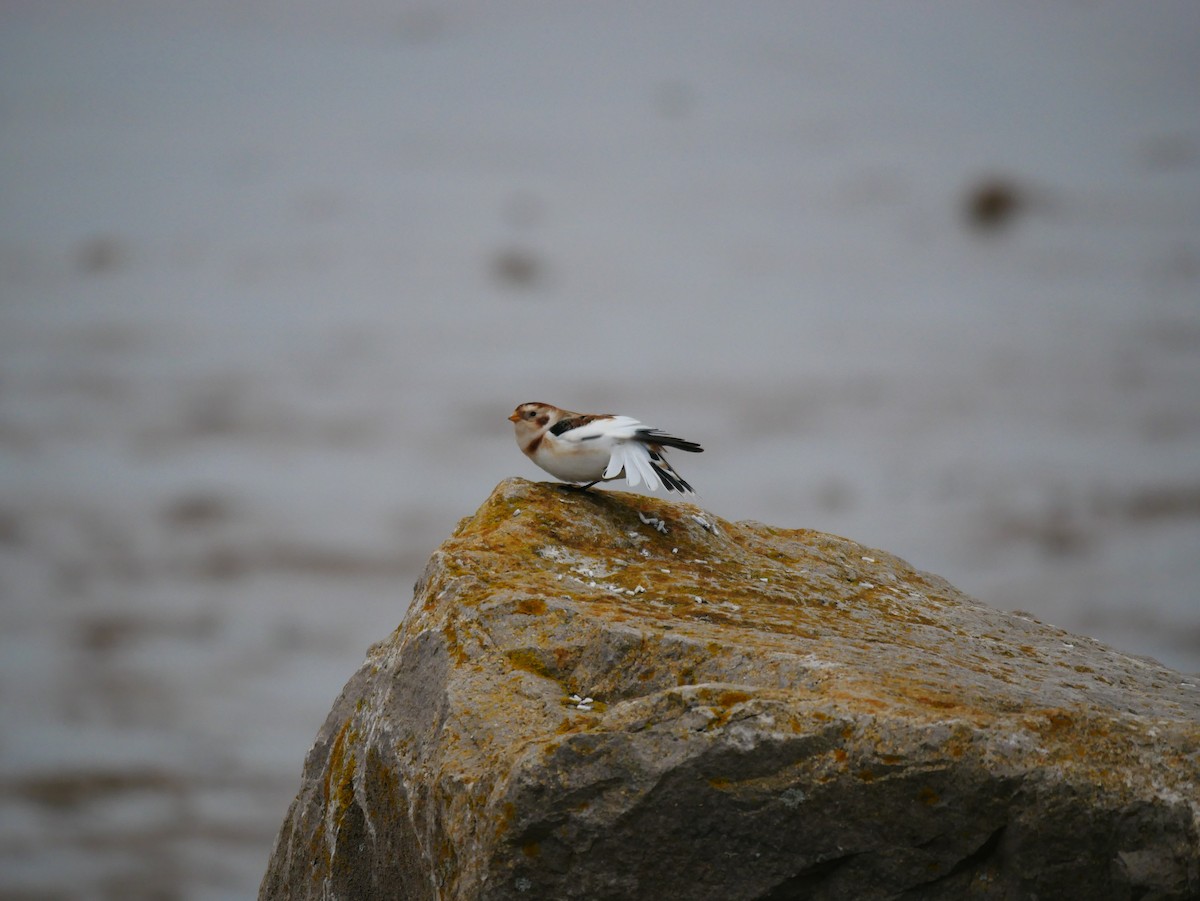 Snow Bunting - ML413202691