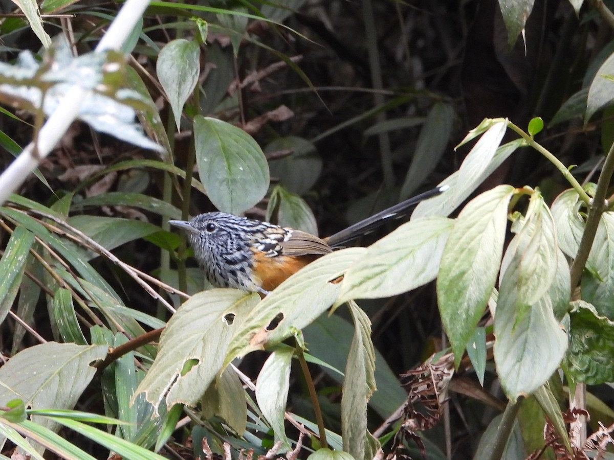 East Andean Antbird - ML413202761