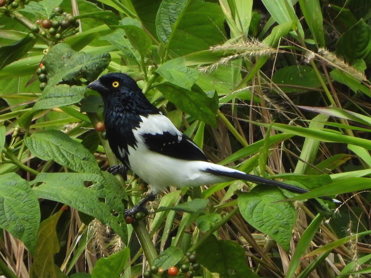 Magpie Tanager - ML413203051