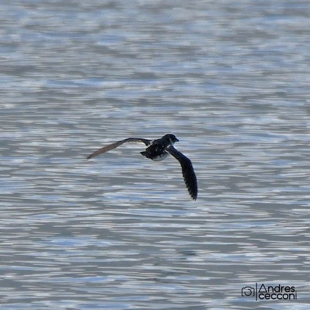 Magellanic Diving-Petrel - ML413204501