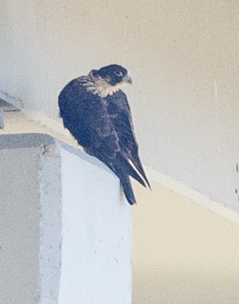 Peregrine Falcon - ML413205971