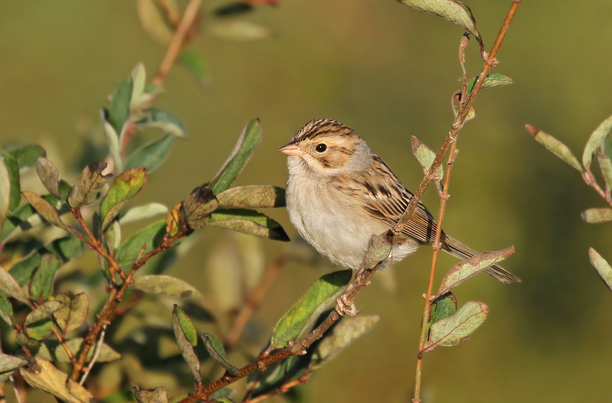 Clay-colored Sparrow - ML41320661