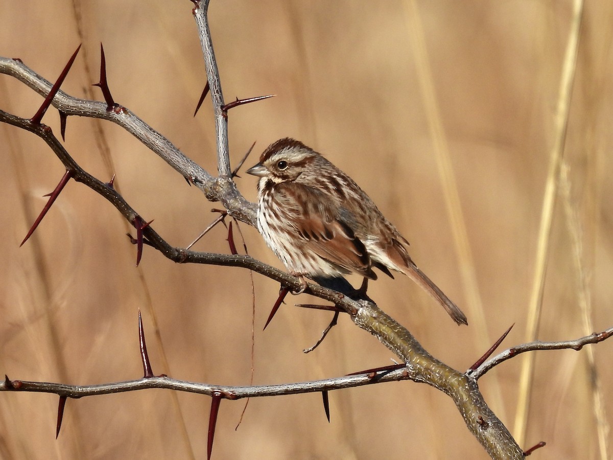 Song Sparrow - Emily Clark