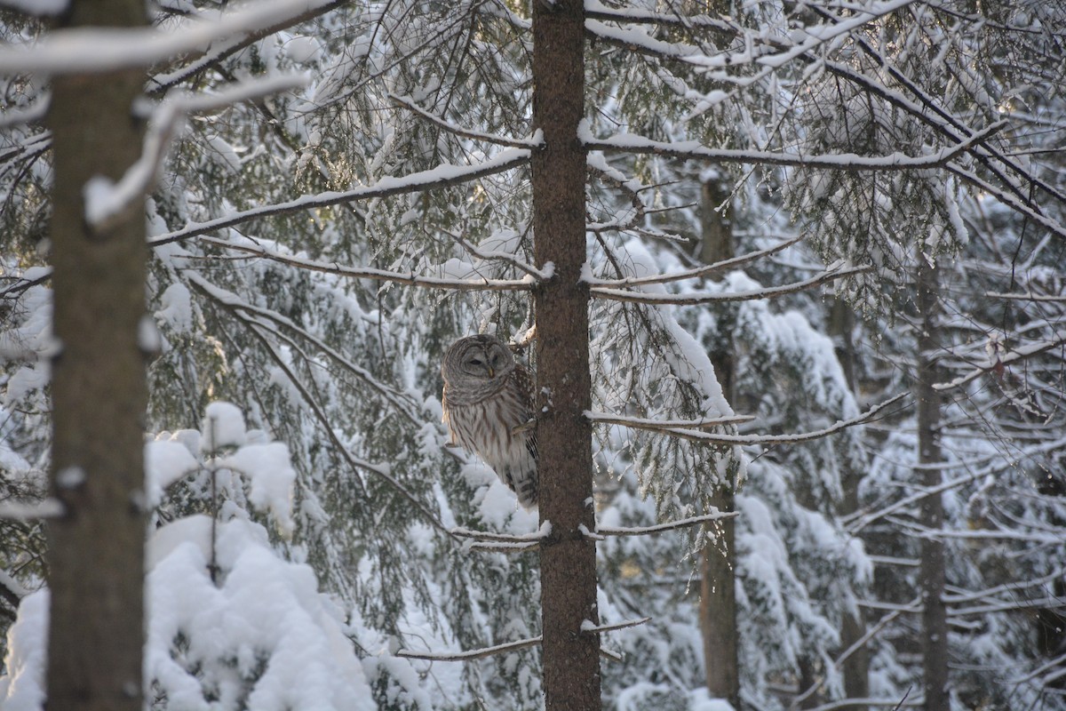 Barred Owl - Kathleen Brault