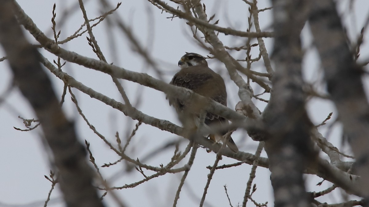 Prairie Falcon - ML413208951