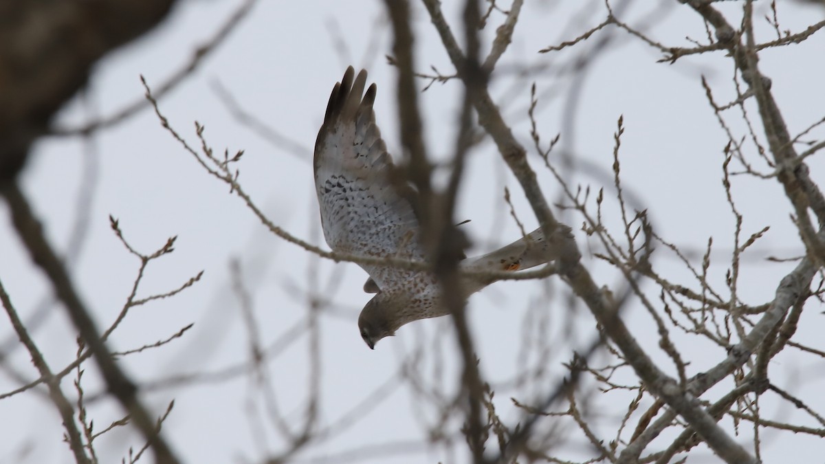 Northern Harrier - ML413208981