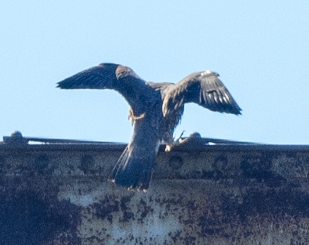 Peregrine Falcon - ML413209261