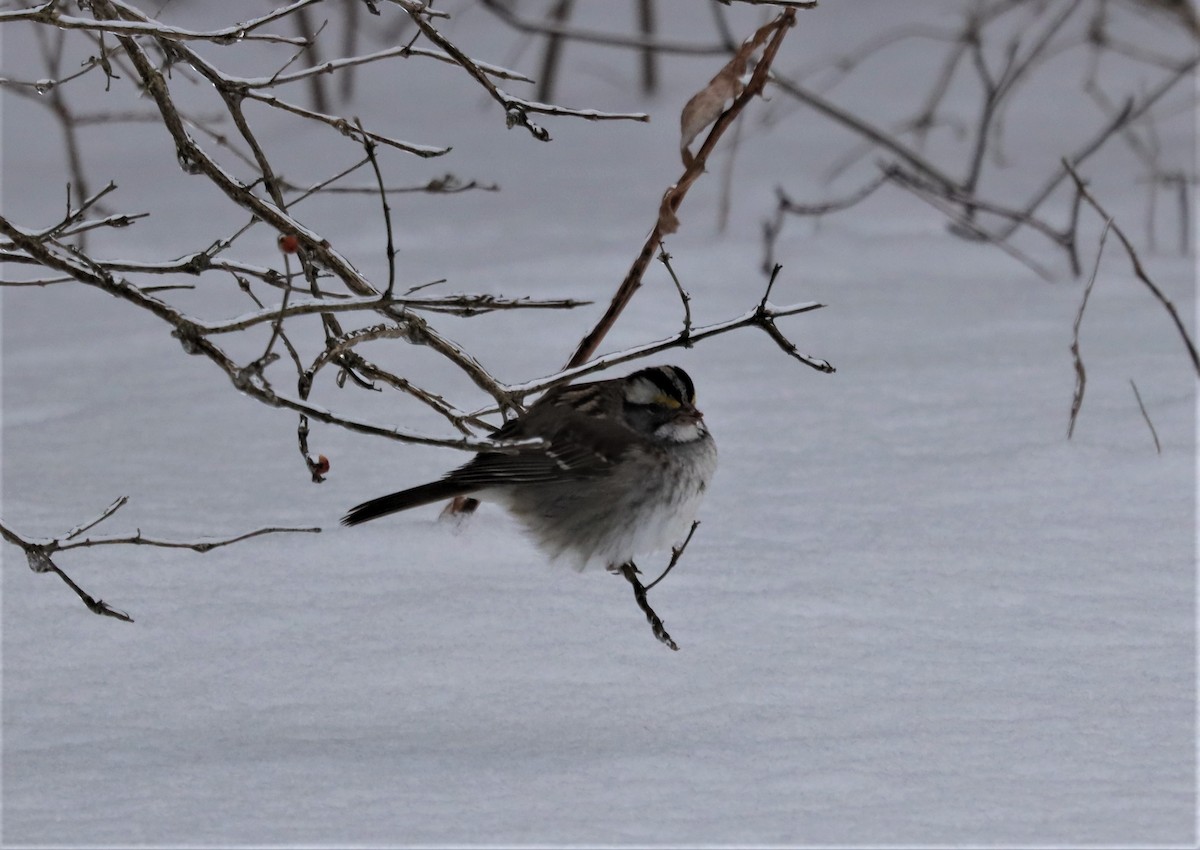 White-throated Sparrow - ML413209461