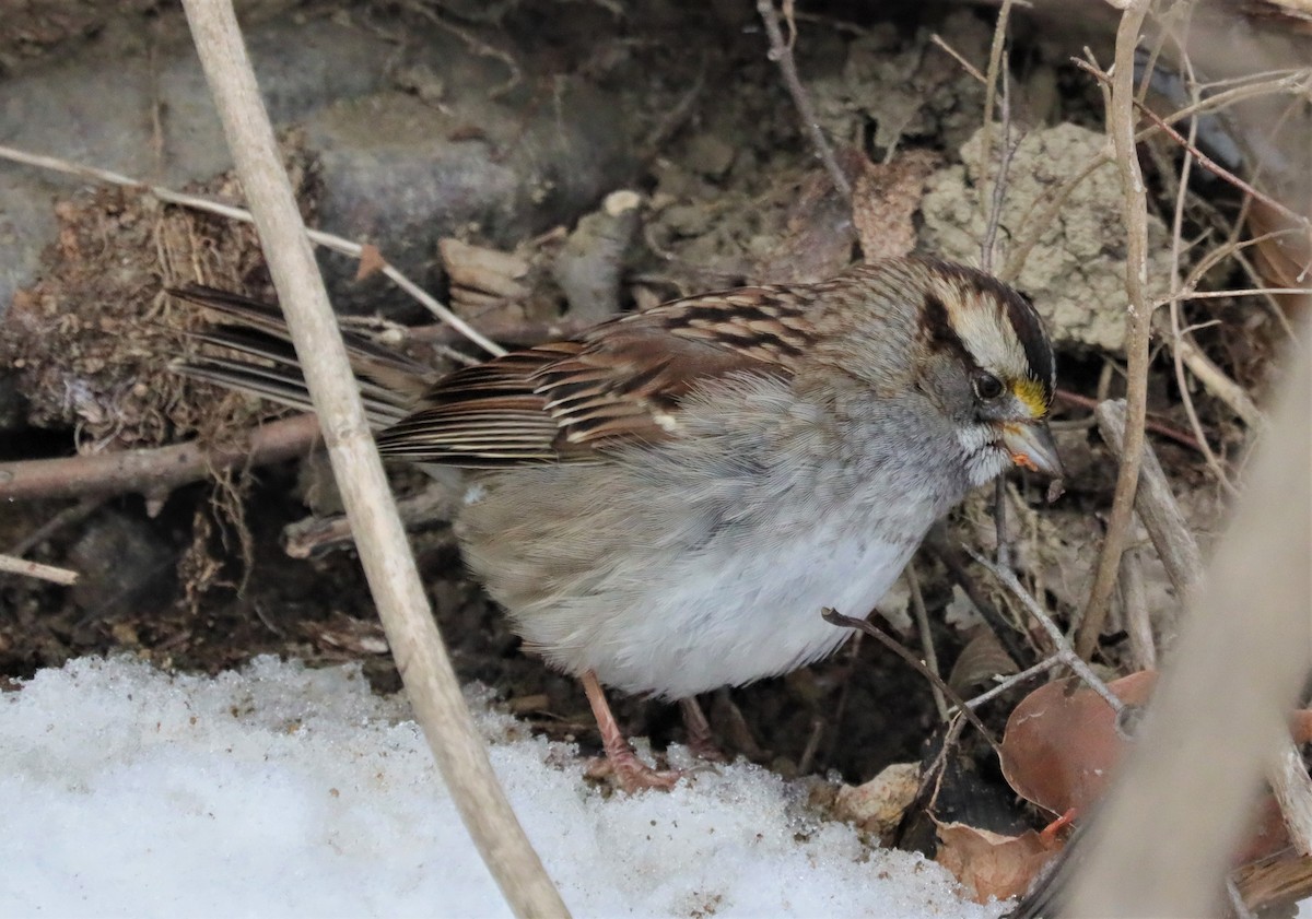 White-throated Sparrow - ML413209521