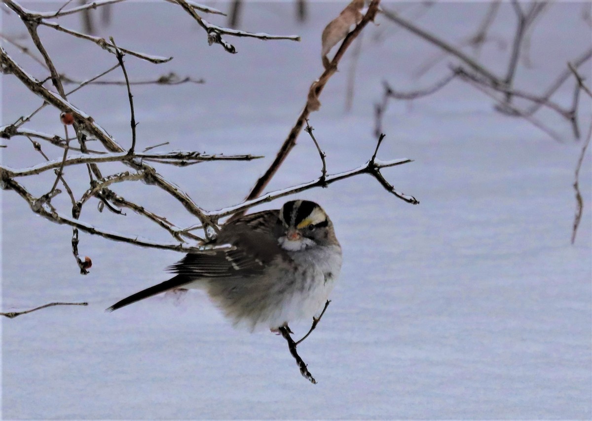 White-throated Sparrow - ML413209531