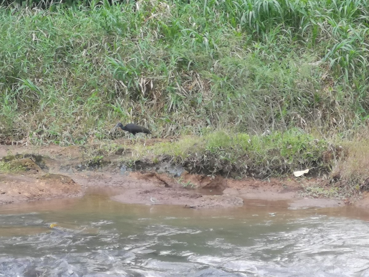 ibis zelený - ML413209831