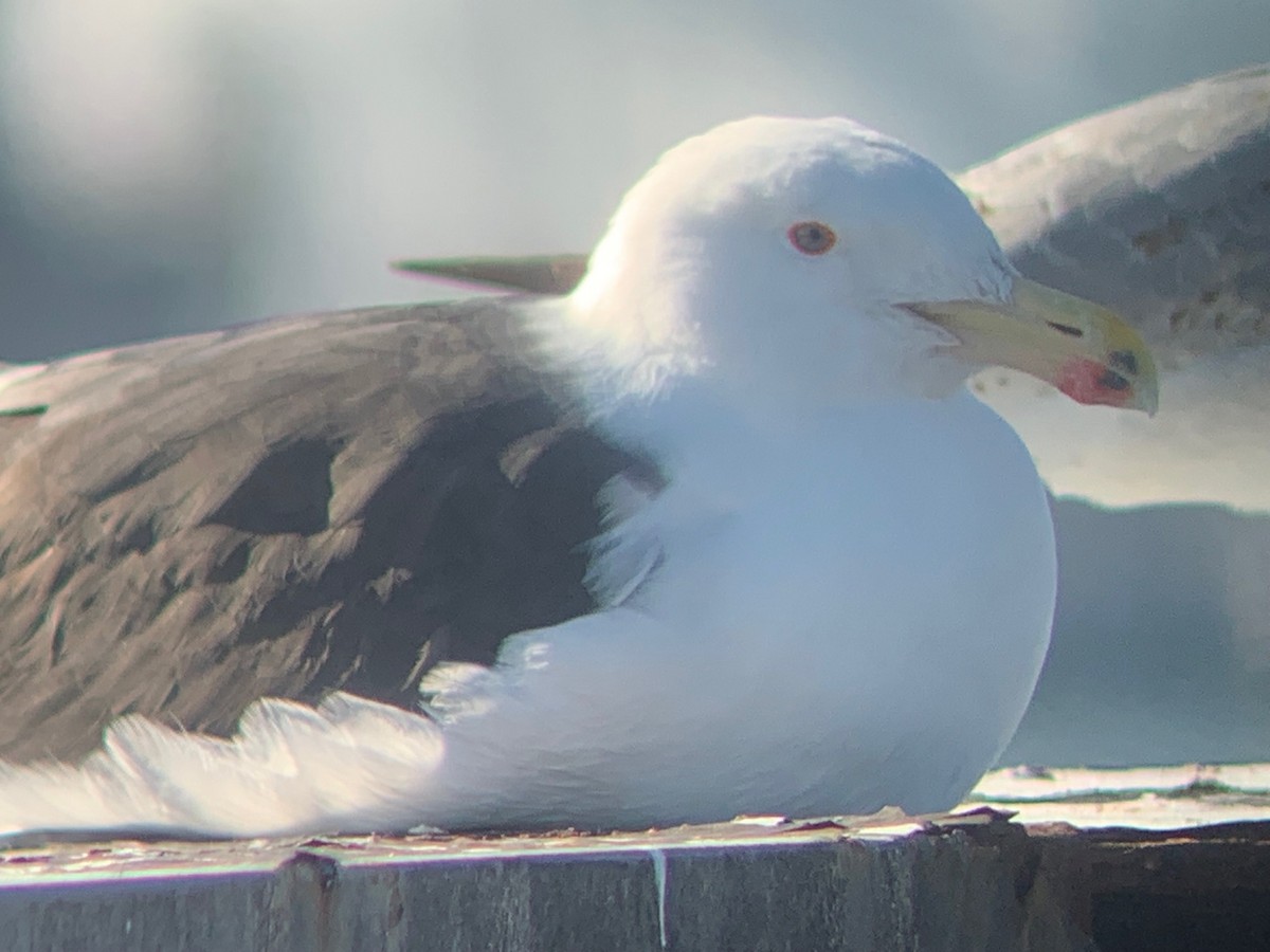 Great Black-backed Gull - David Bernstein