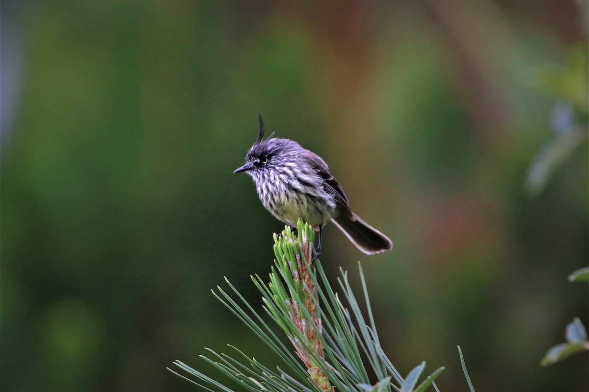 Tufted Tit-Tyrant - ML413210741