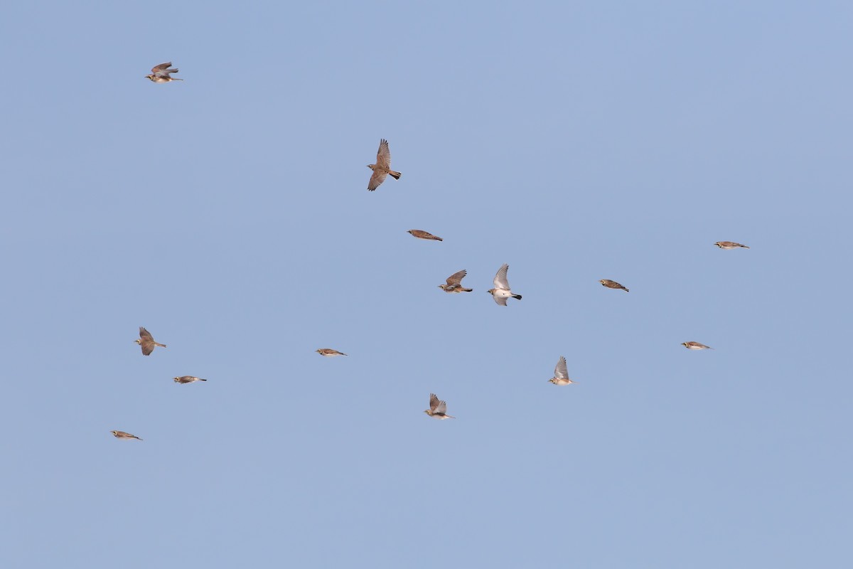 Horned Lark - ML413210901