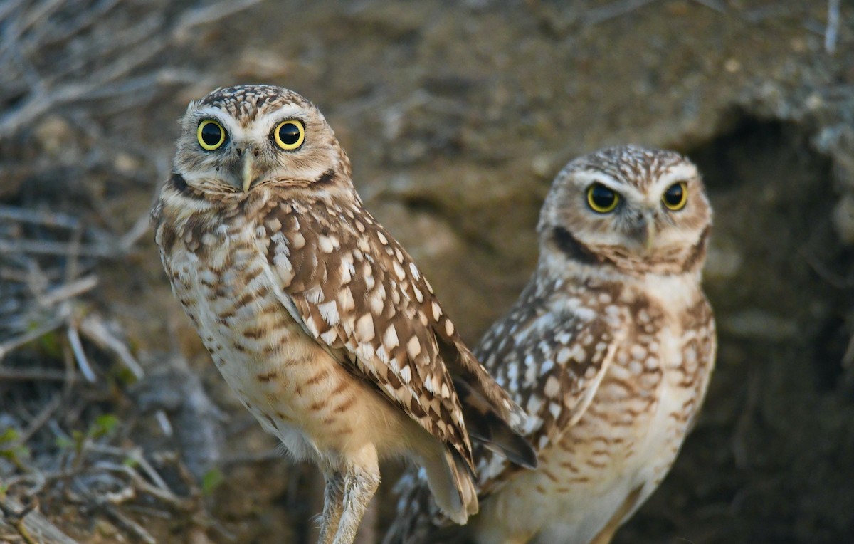 Burrowing Owl - ML413211221