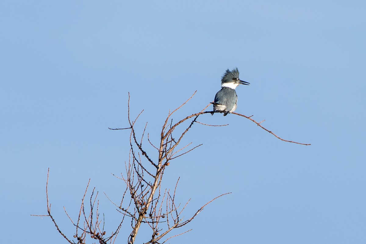 Belted Kingfisher - Frank King