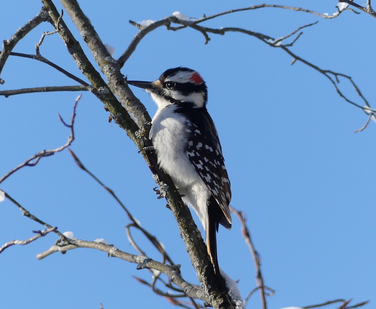 Hairy Woodpecker - ML413213651