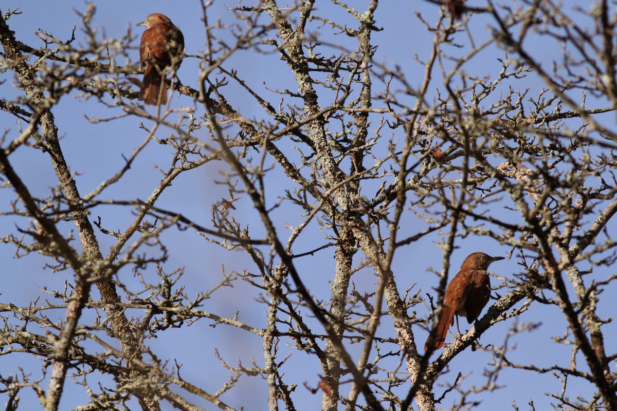 Brown Thrasher - ML41321491